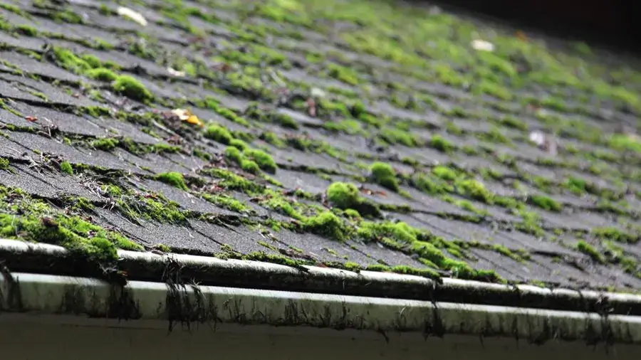 How To Kill And Remove Moss From Your Roof